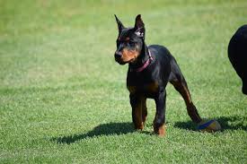 We have this pretty chocolate and tan boy left for sale. Doberman Puppy Doberman Pinscher Puppy Doberman Puppy Doberman Dogs