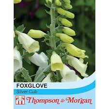 Check spelling or type a new query. Foxglove Silver Cub Seeds Thompson Morgan