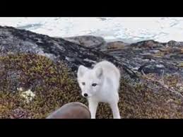 Vicious porn by a young wild white arctic fox camera barely makes it out in  one piece watch online