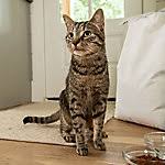 Cat At Tractor Supply Co