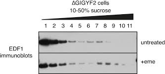 Ribosomes in animal cell were discovered by. Ribosome Collisions Trigger Cis Acting Feedback Inhibition Of Translation Initiation Elife