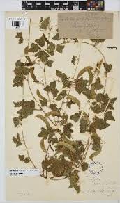 Image result for Cephalocroton mollis