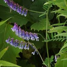 Image result for Xerophyta villosa