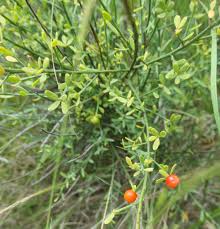 Image result for Osyris