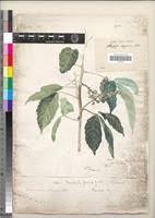 Image result for Allophylus abyssinicus