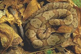 We've tried to kill or chase away the snake; Identification And Control Of Snakes In Alabama Alabama Cooperative Extension System
