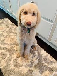 Marcus first groom ✂️ 🧼