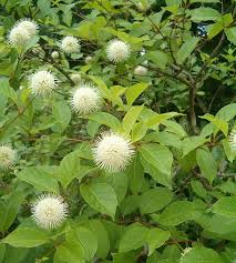 Image result for Cephalanthus