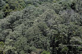 Image result for Macaranga capensis