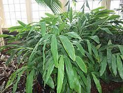 We did not find results for: Category Elettaria Cardamomum Wikimedia Commons