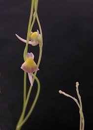 Image result for Utricularia welwitschii