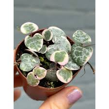 Image result for Ceropegia elongata