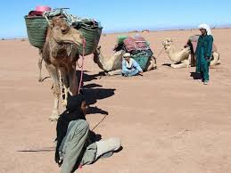 Morocco camel trips provided excellent communication assisting us planning our tour and throughout our stay. Morocco Camel Trekking 4 Days Camel Trek Morocco