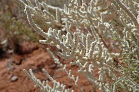 Image result for Aerva javanica