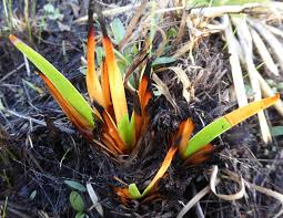 Image result for Xyridaceae