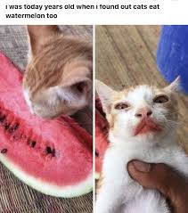 Once in a blue moon is still acceptable. Thanks I Love Cats Eating Watermelon Tili