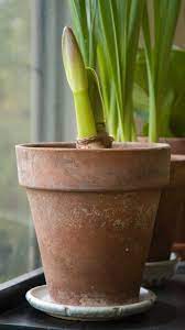 How To Rebloom An Amaryllis Flower Amaryllis Bulbs Amaryllis Flowers Amaryllis Plant