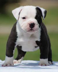 Pitbulls can be all white or have patches of other colors typically black. Puppy Pitbull Puppies Cute Animals Pictures Of Pitbull Puppies