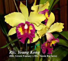 Rlc Young Kong 8 Basket In Sheath Cattleya Orchid Cattleya Orchid Photo
