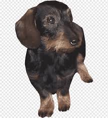 The black and tan coonhound size can vary, depending on gender and genetics. Dachshund Field Spaniel Austrian Black And Tan Hound Puppy Dog Breed Puppy Animals Carnivoran Dog Like Mammal Png Pngwing
