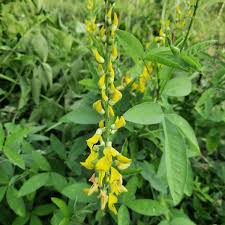 Image result for Crotalaria nigricans