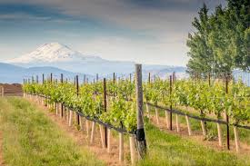 We did not find results for: The Best Hood River Wineries In Oregon S Columbia River Gorge