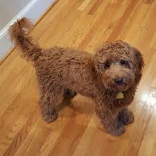 F1b Petite Goldendoodles