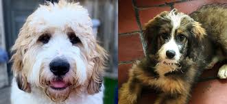 Finding a saint berdoodle puppy. Standard Bernedoodle Vs Saint Berdoodle A Quick Comparison The Dogs Journal