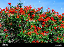 Image result for Tecoma capensis