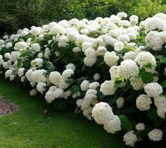 Image result for Hydrangea arborescens Pink Anabelle