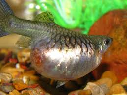 Image result for guppy
