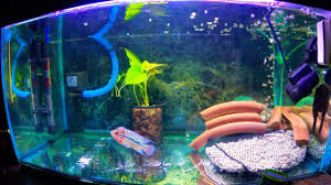 Bebatuan untuk tempat persembunyian ikan louhan agar ikan merasa seperti berada di habitat asli nya. Mudah Setup Aquarium Ikan Louhan Youtube