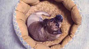 We did not find results for: How To Make A Dog Bed Do It Yourself Dog Project Petcarerx