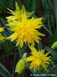 Narcissus Rip Van Winkle Dwarf Narcissus That Bloom Early April Happy In Pots Narcissus Daffodils Planting Flowers