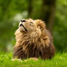 African Lion