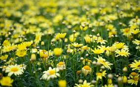 Aesthetic Wallpaper Flowers Yellow Wallpaper Hd New We hope you enjoy our growing collection of hd images to use as a background or home screen for your smartphone or computer. wallpaper hd new blogger
