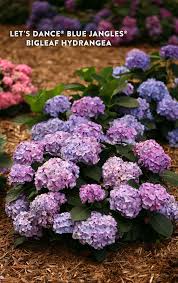 Let S Dance Blue Jangles Reblooming Hydrangea Hydrangea Macrophylla Proven Winners Reblooming Hydrangeas Hydrangea Macrophylla Big Leaf Hydrangea