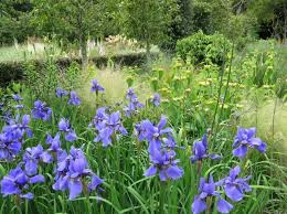 Image result for Polystachya tenuissima