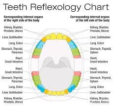 Scientific Reflectology Chart Bok Event Center