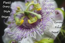 Image result for Passifloraceae