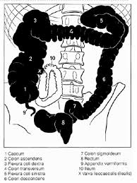 The transverse colon is the middle part of the colon, which lies between the right (flexura coli dextra) and left splenic flexure (flexura coli sinistra). V11 Dickdarm Leber Und Pankreas Flashcards Quizlet