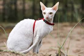 All cats shed fur, just not the same amount; The Best Cats For Allergies Daily Paws