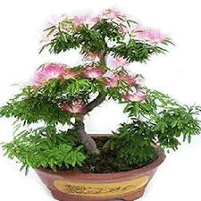 Jual Termurah 15butir Biji Benih Bonsai Bunga Trembesi Albasia Kota Surabaya Ime Shopline Tokopedia
