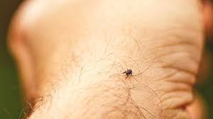 Lyme Disease Painful Long Term Effects