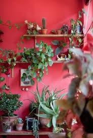 Pin By Bree Delgadillo On Plants Planters Planting Plants House Plants Red Walls