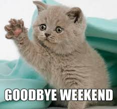 Regarder des films en ligne gratuitement. Adios Fin De Semana Cute Cat Memes Cat Memes Clean Funny Cat Memes