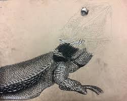 Sorry for any back ground noice and for not uploading in over a. I M Drawing This Bearded Dragon Scale By Scale Pics