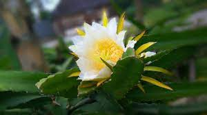 Dragon Fruit Varieties Selection Guide Dragon Fruit Varieties Dragon Fruit Plant Dragon Fruit