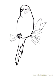 Parrots, owls, ducks, roosters, turkey and parakeets are just a few of the animal coloring pages, sheets and pictures in this section. Pin On Heidi