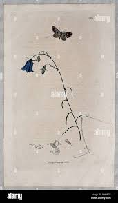 Image result for Commiphora mombassensis